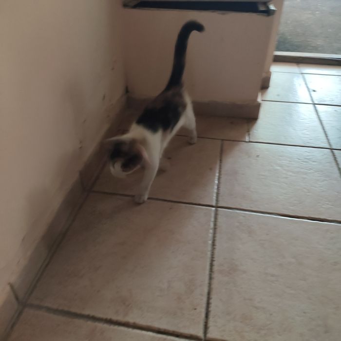 Отдам в добрые руки котенка