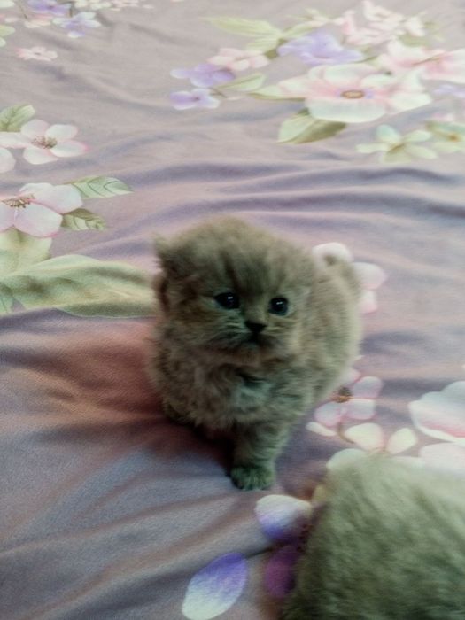 шотландские котята