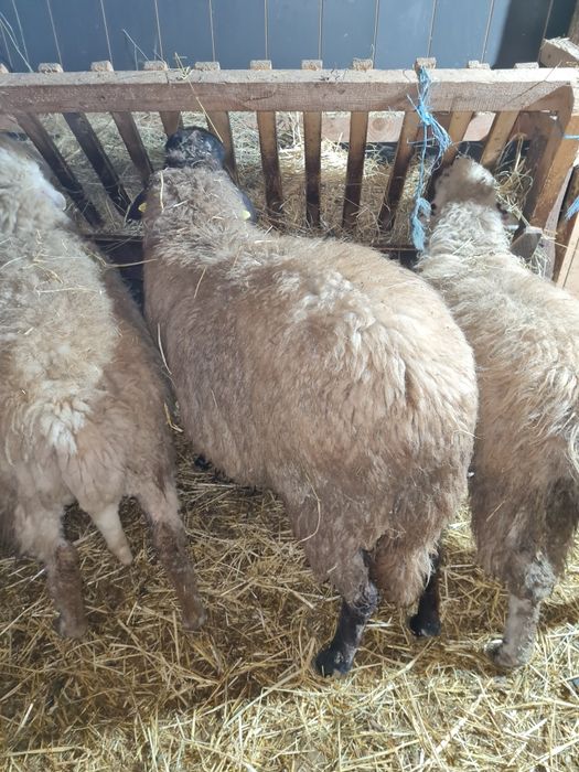 Vând berbec carabaș metișat cu țigaie talie mare