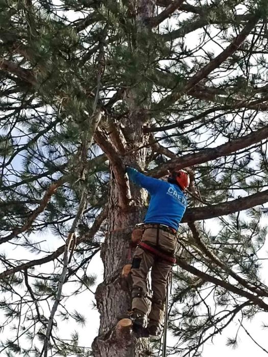 Рязане на опасни дървета по алпийски способ и автовишка