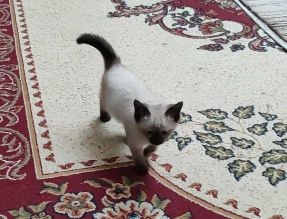 Котята сиамские домашние