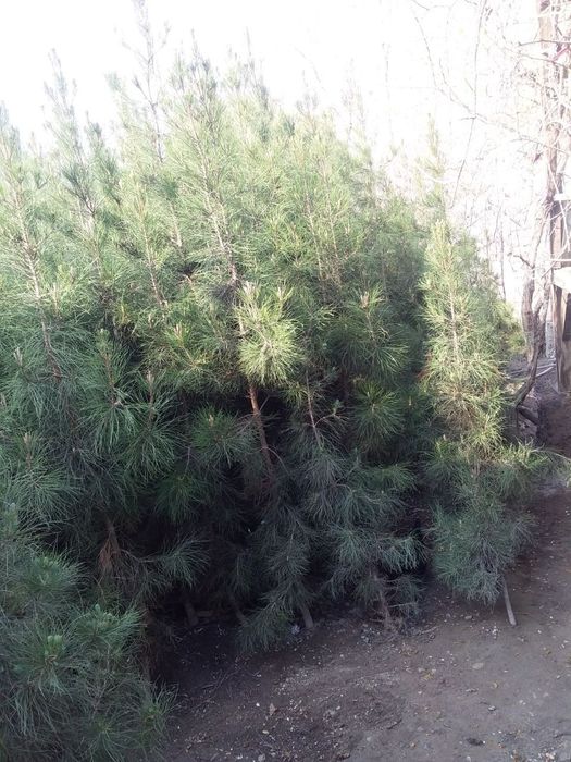 Игна барглик арчалар