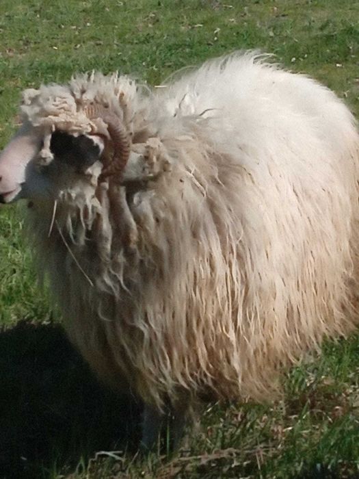 Noatină de vânzarea