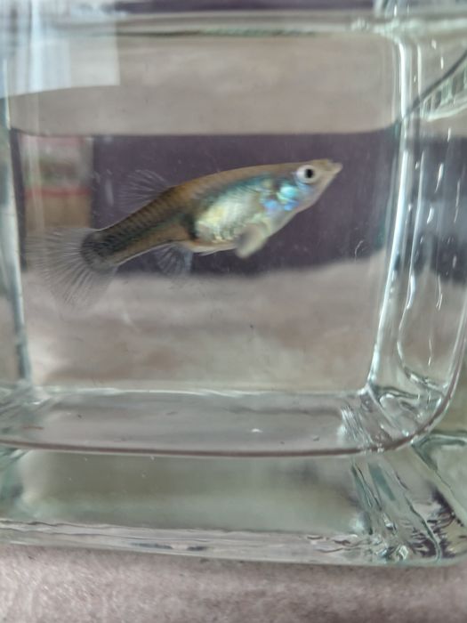 Vând  femele guppy