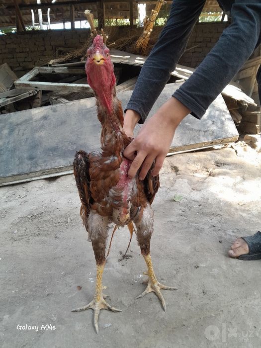 Dalang hóroz kami bor