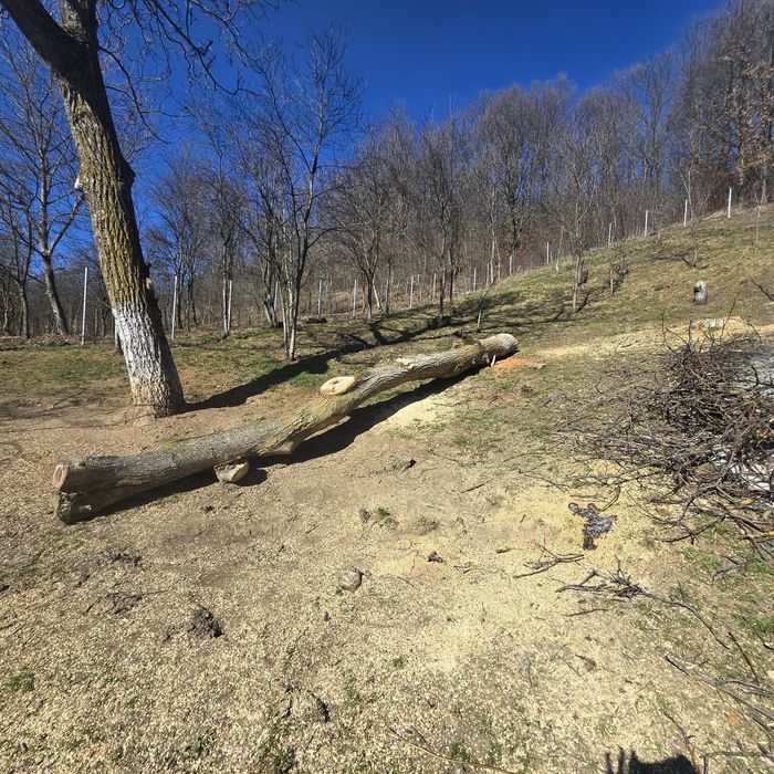 Trunchi de nuc de vanzare