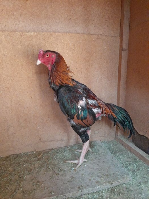 Бойцовский петухи