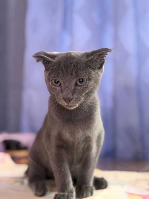котята кошка кот