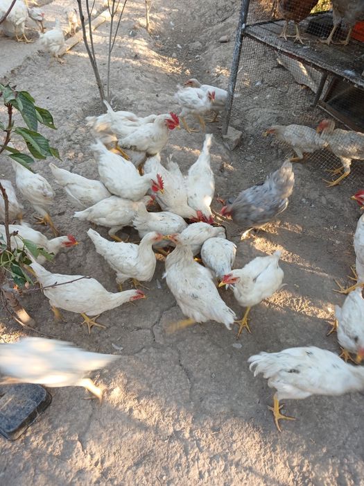 Sog'lom tovuqlar bor sog'lom Donaga.