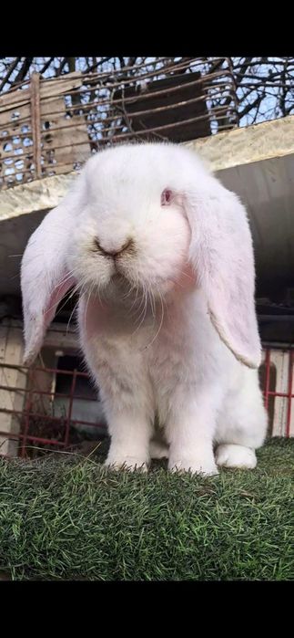 Mascul berbec german