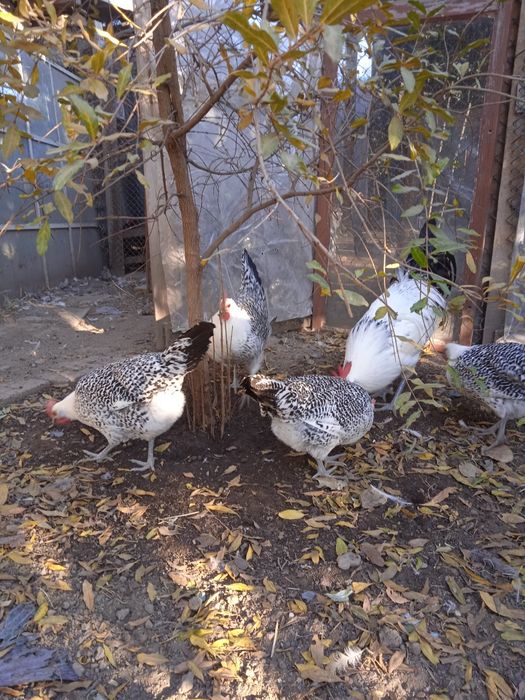 Разплодни яйца от Източно -Фризийска Чайка -изключително красива