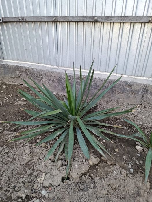 Юкка ,Вечно зелёный  цветок