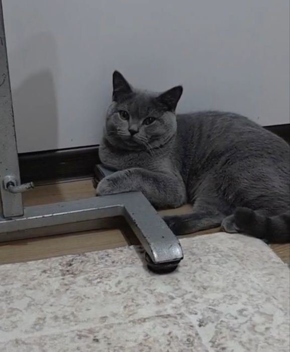 Вязка!!! Скотиш страйт голубого окраса