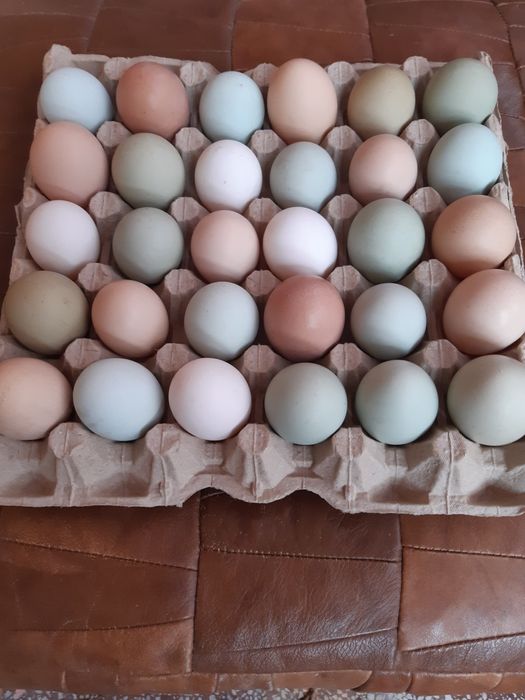 Vând oua de gaina verzi, turcoaz, albe, maro