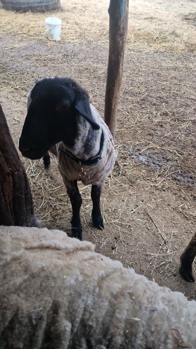 Vând oi Suffolk și capre alpine