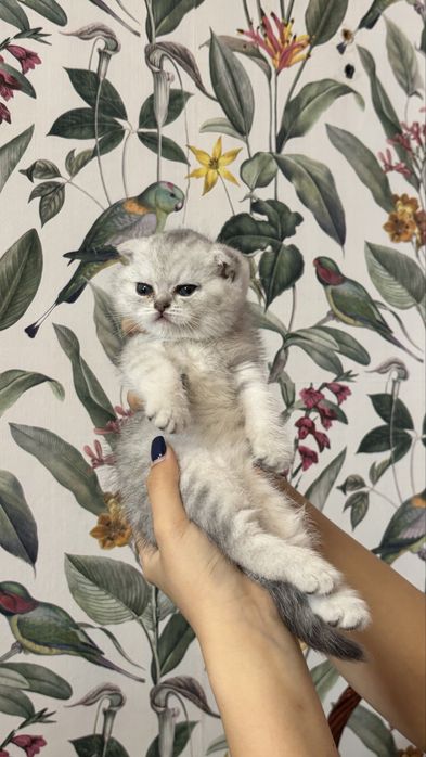 очаровательные шотландские котята