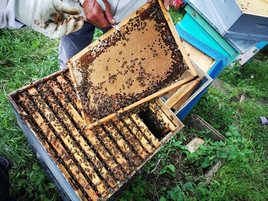 Vând familii de albine