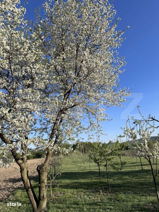 Casa 5 camere, 21 ari teren, zona Darmanesti