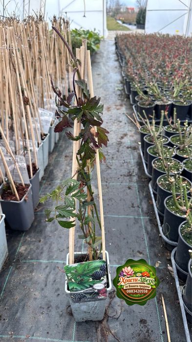 Къпина без бодли