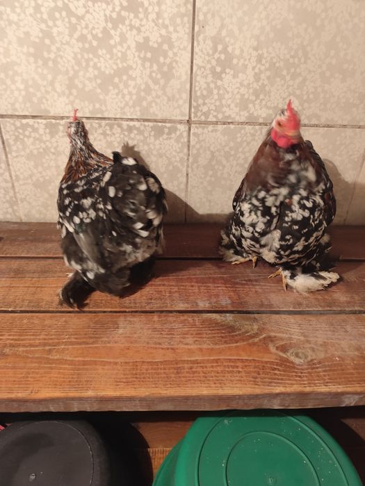 Кохинхины карликовые мраморные