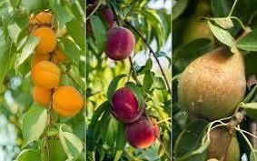 Oferta pomi fructiferi speciali