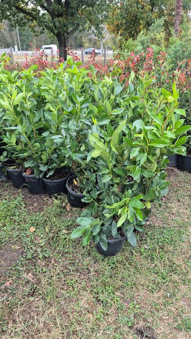 Platan   copaci  plante