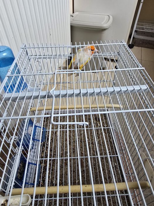 Sticlete maior mascul