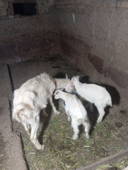 Продам казу с козлятами