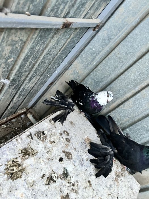 Голуби пара гульсар