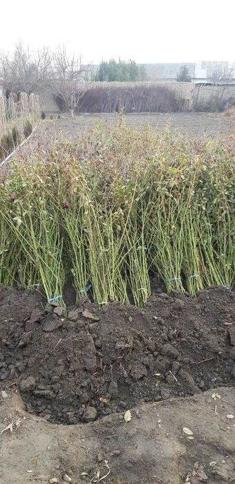 Мевали декоратив 100% ишончли кучатлар,Тераг,Павлония,