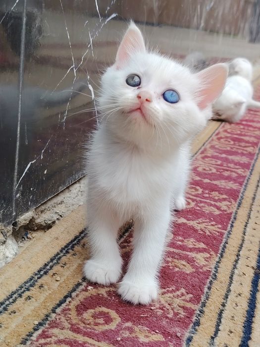 Turetskiy angora toza qon sotiladi