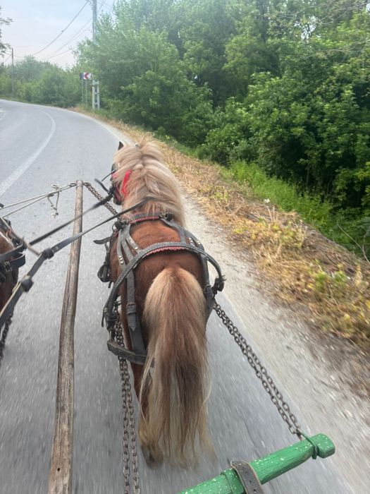 VÂND  PONEI ARMĂSAR  3 ANI