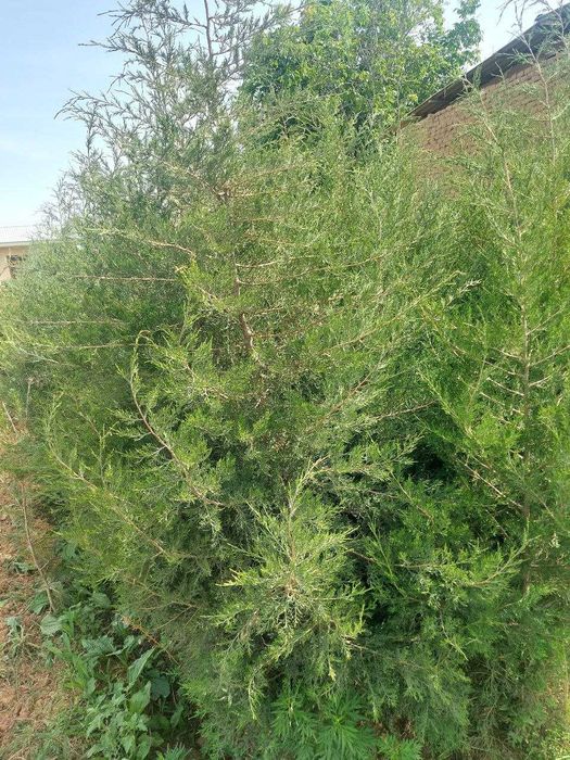 Арчалар сасна ва можжевельник