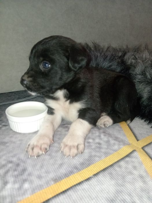 Щенок девочка в самые добрые руки