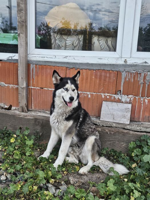 2  Husky Siberian adulți, sănătoși și jucăuși