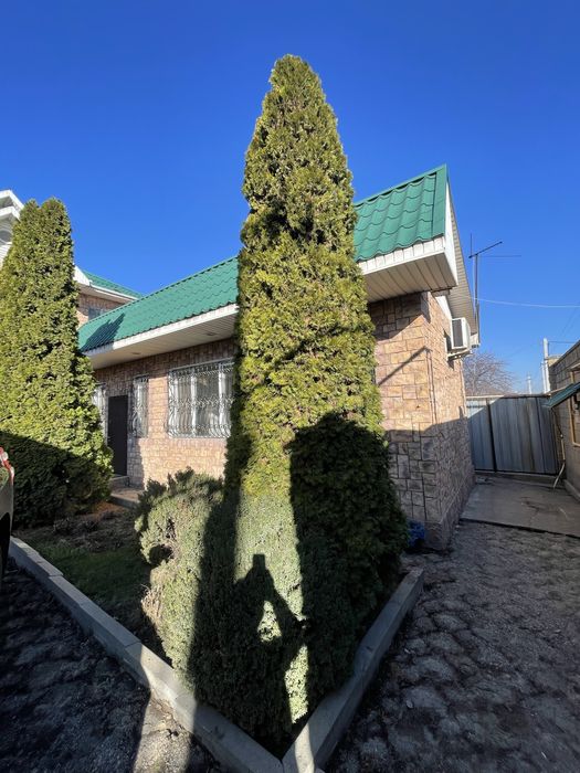 Зеленые хвойные деревья - Туи