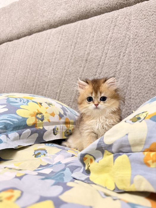 На продаже элитные котятки