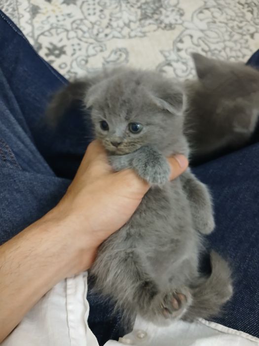 Вислоухий котёнок скотиш фолд