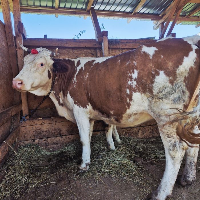 Vând vaca baltata romaneasca gestanta