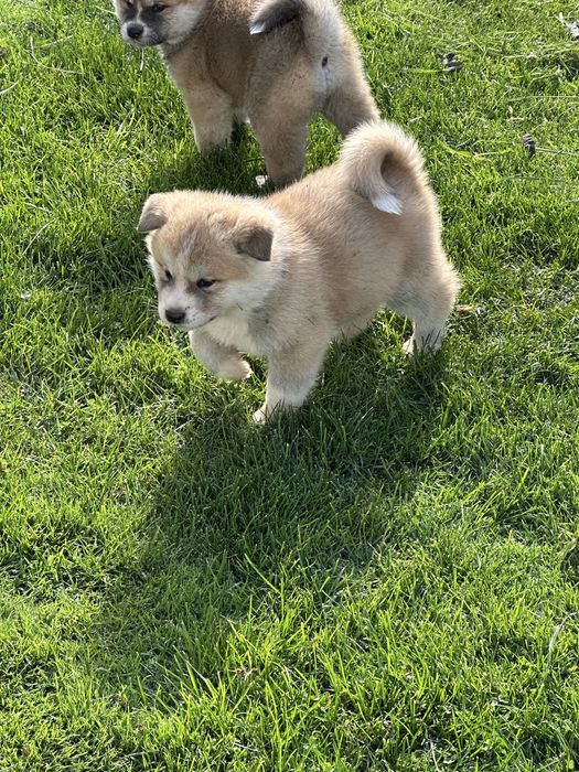Pui akita inu japonez