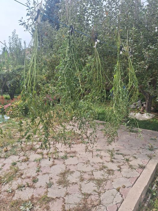 Продам мяту перечную на чаи