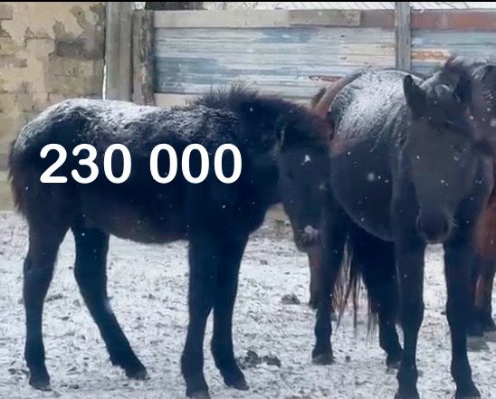 жабагылар сатылады