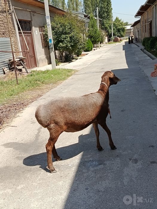 Qoy sotiladi yirik sovliq