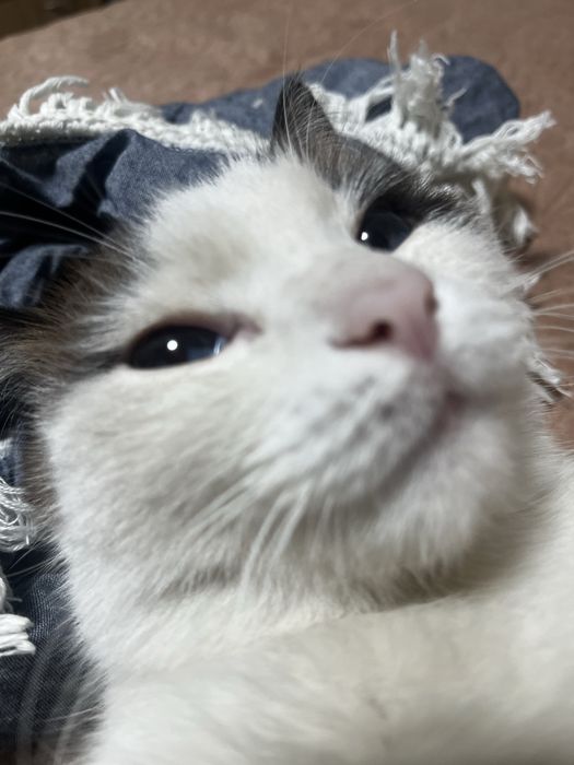 кот мальчик кастрированный