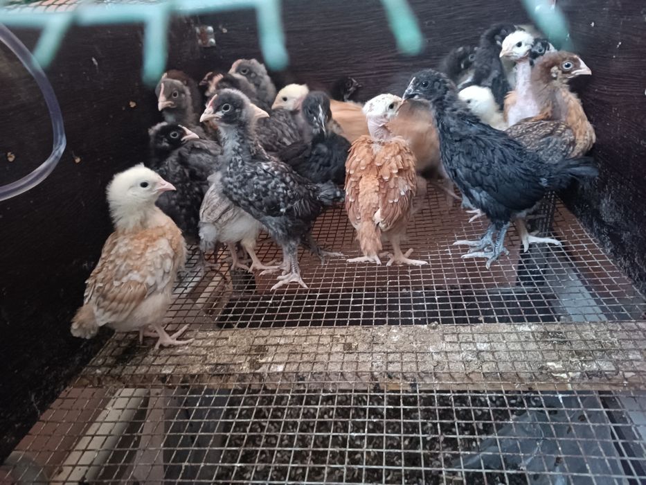 Продам цыплят 1000 тг