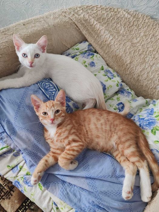 Отдам котят в добрые руки