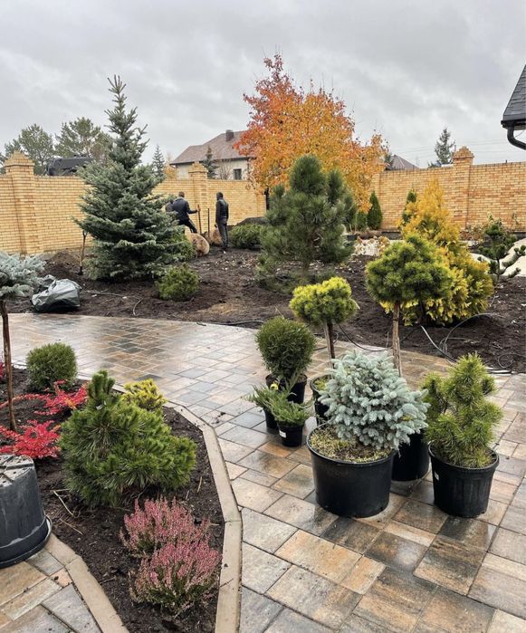 Газон евро ландшафт