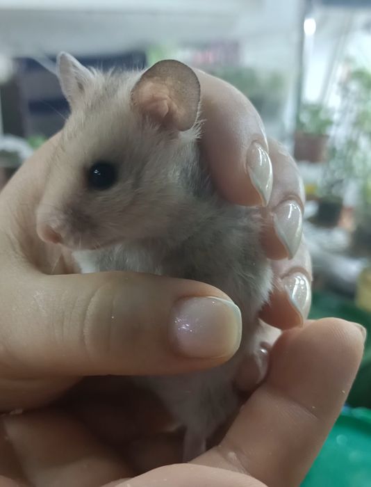 Сирийские хомяки