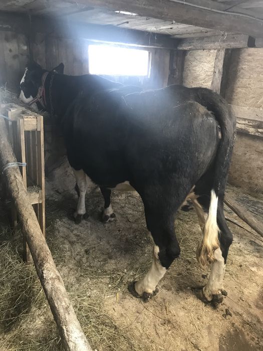 Vand vaca baltata germana