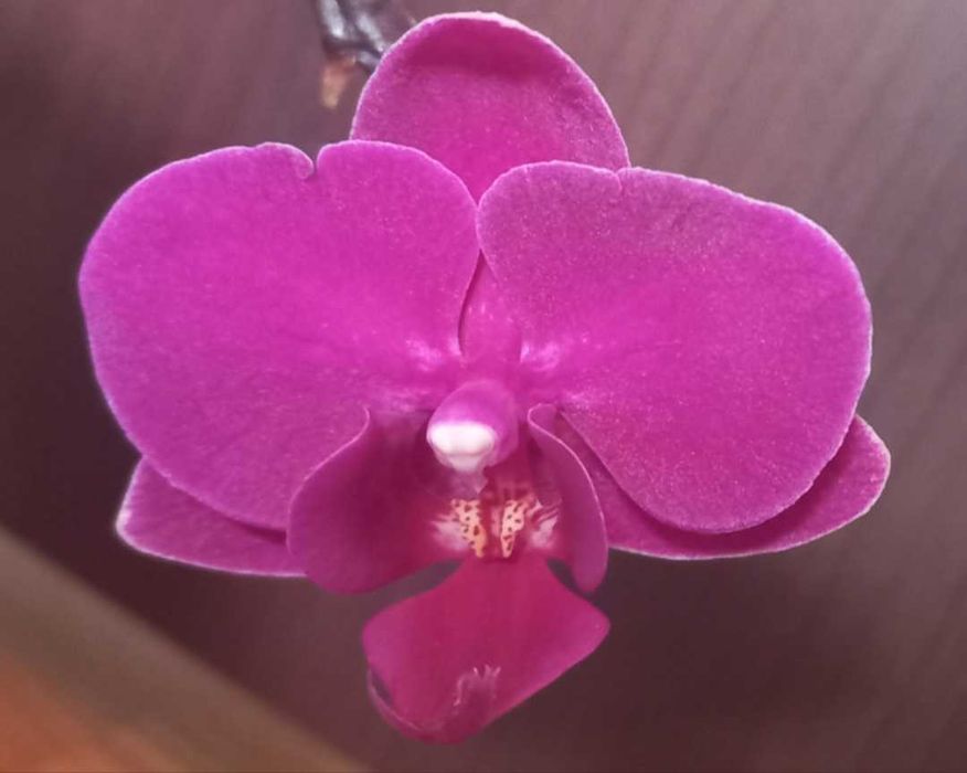 Орхидеи фаленопсис Монпелие, Kimono, Монтрьо, Grosseto